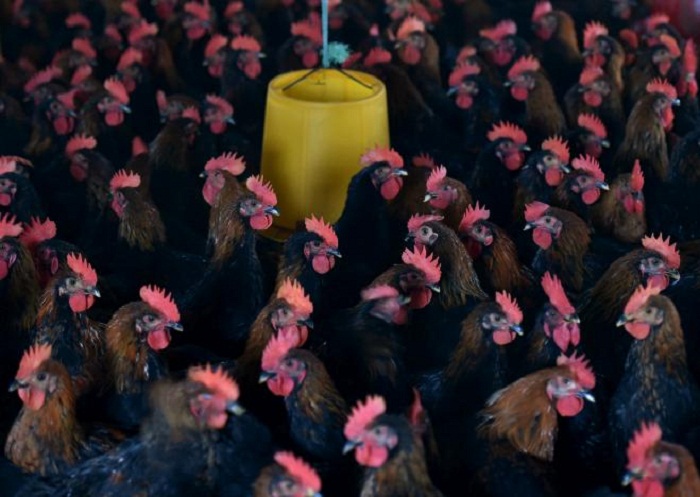 China bird flu deaths surge in what could be the worst season ever